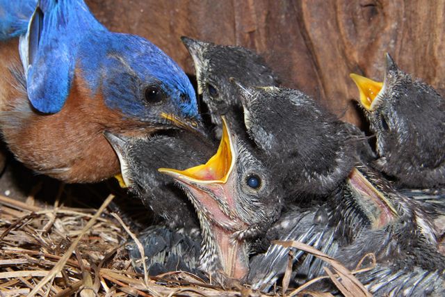 Eastern Bluebirds